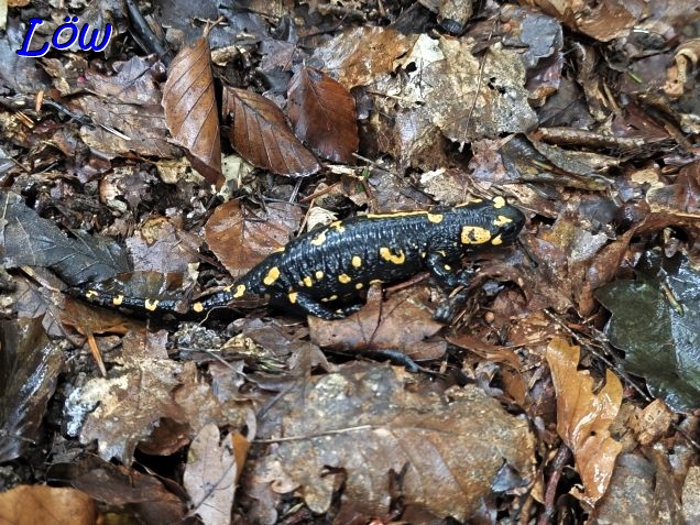 9.10.2025 - Feuersalamander